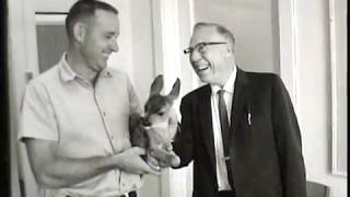 Deer Fawn Getting Pets in City Offices Medford Oregon 1966